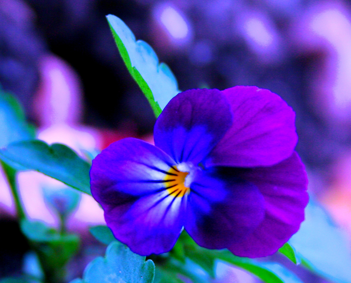 viola tricolor