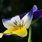 "viola tricolor"