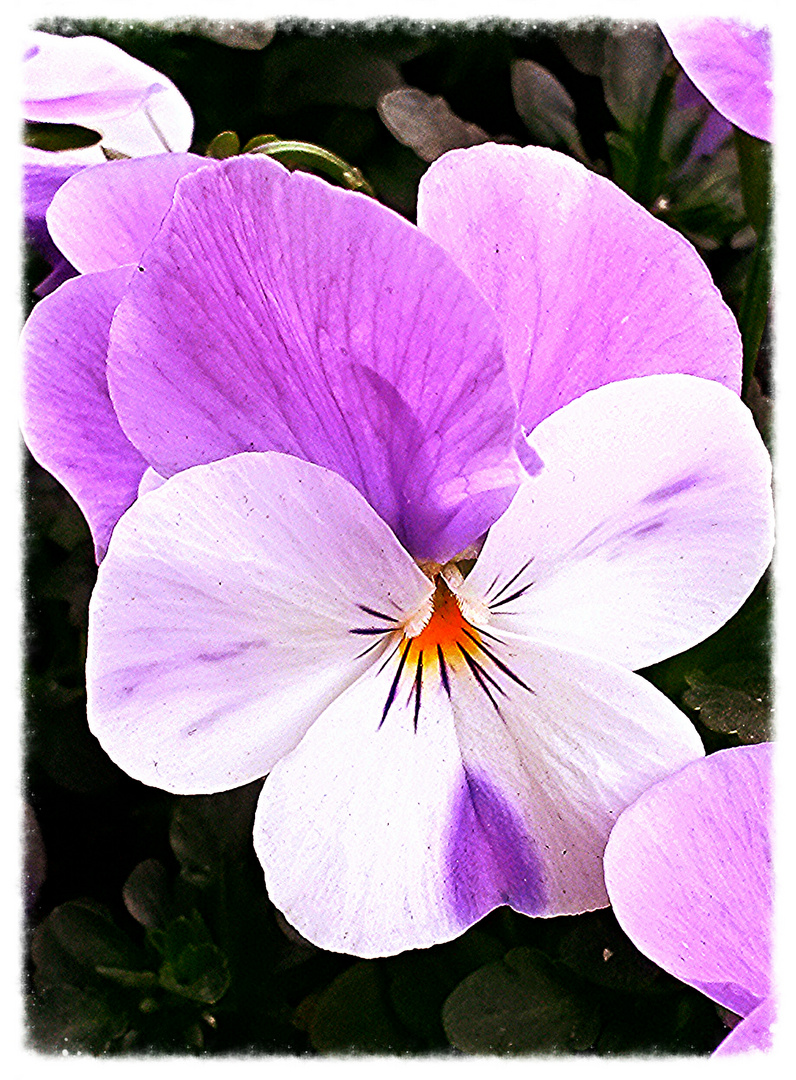 " VIOLA TRICOLOR "