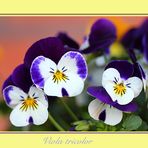 Viola tricolor