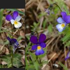 Viola tricolor polychroma