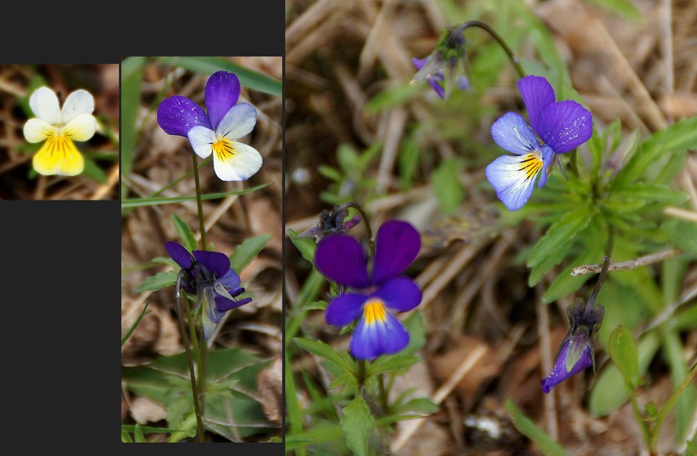 Viola tricolor polychroma