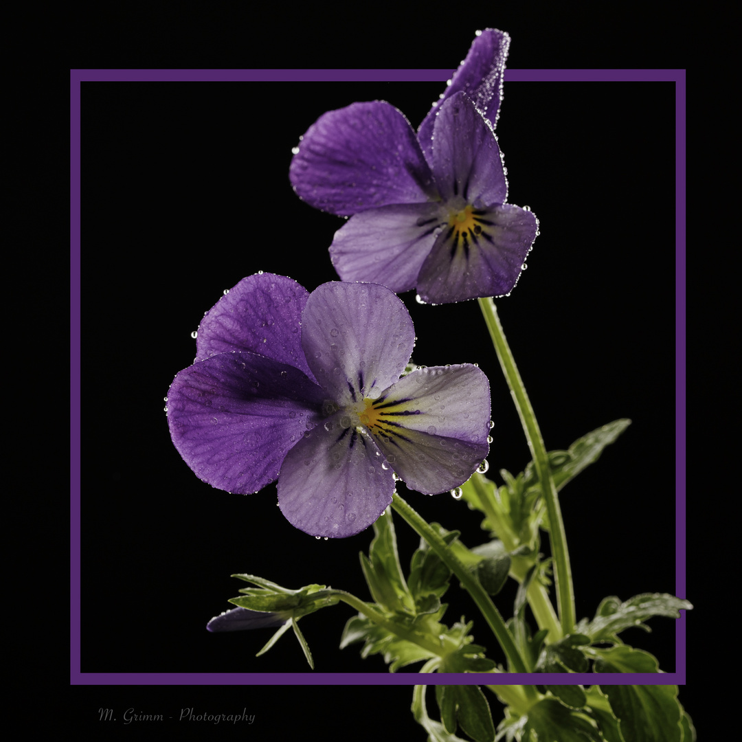 Viola tricolor - Stiefmütterchen