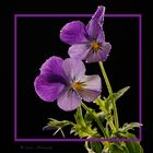 Viola tricolor - Stiefmütterchen