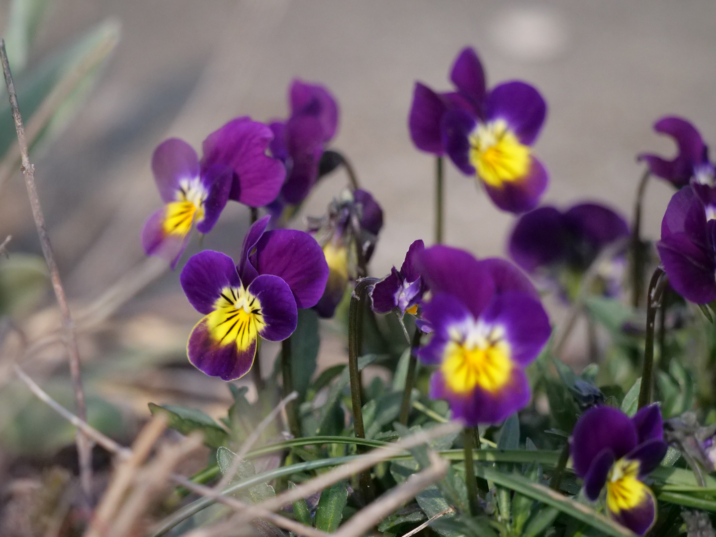 viola tricolor var.hortensis