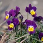 viola tricolor var.hortensis