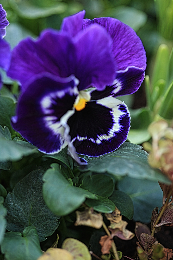 Viola wittrockiana F1 Hybrid