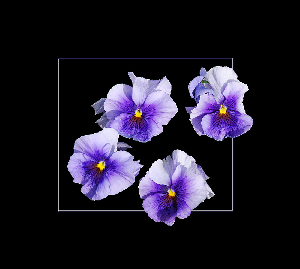 Viola Wittrockiana Hybriden