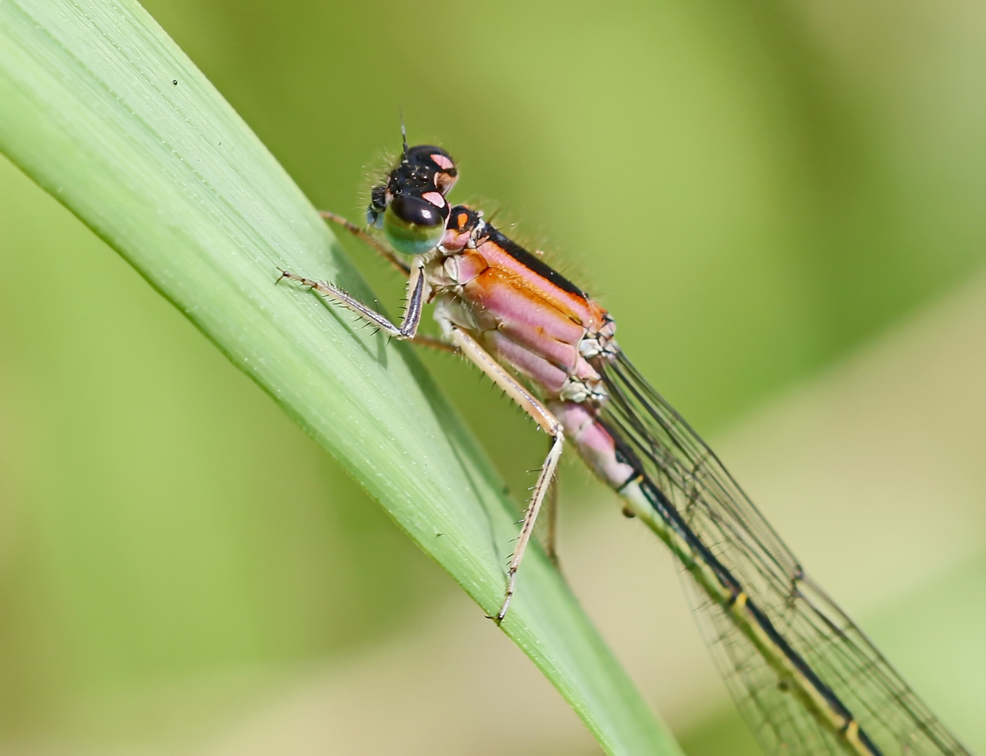 violacea