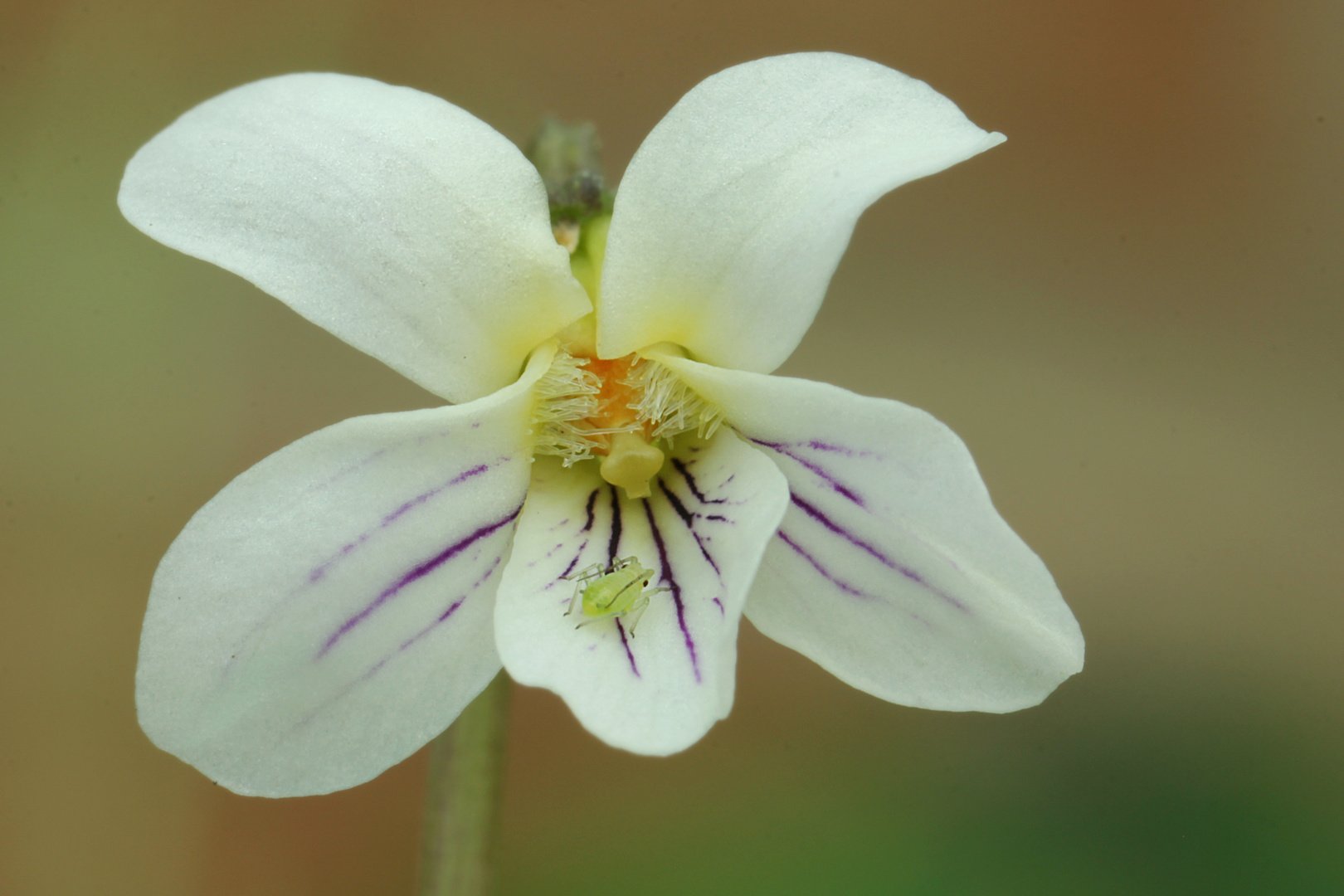 Viola_mandshurica_dwarf_white_2019_05_05_01_1