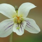 Viola_mandshurica_dwarf_white_2019_05_05_01_1