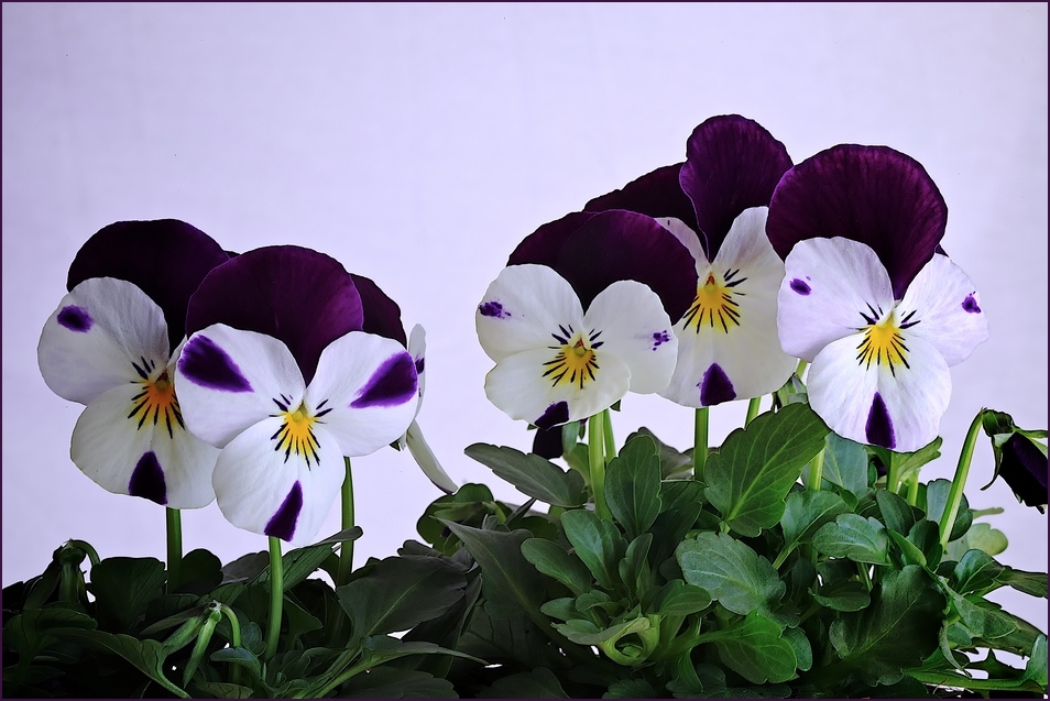 Violas