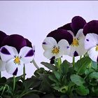 Violas