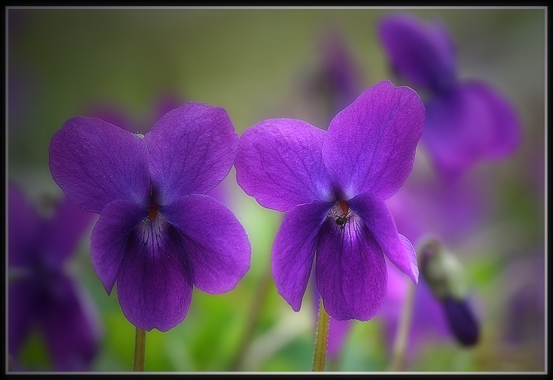 Viole...