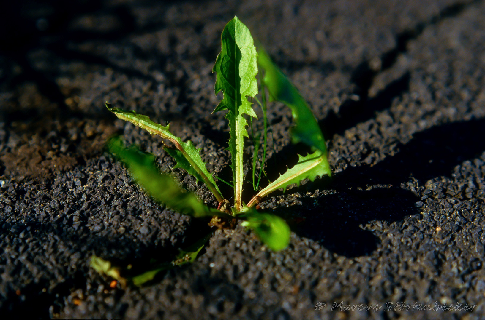 violent taraxacum