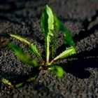 violent taraxacum