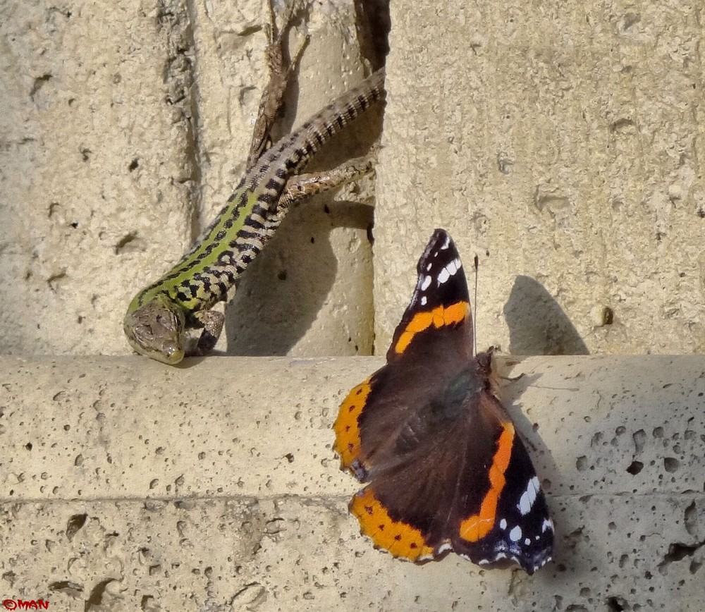 violenza a madame butterfly