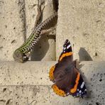 violenza a madame butterfly