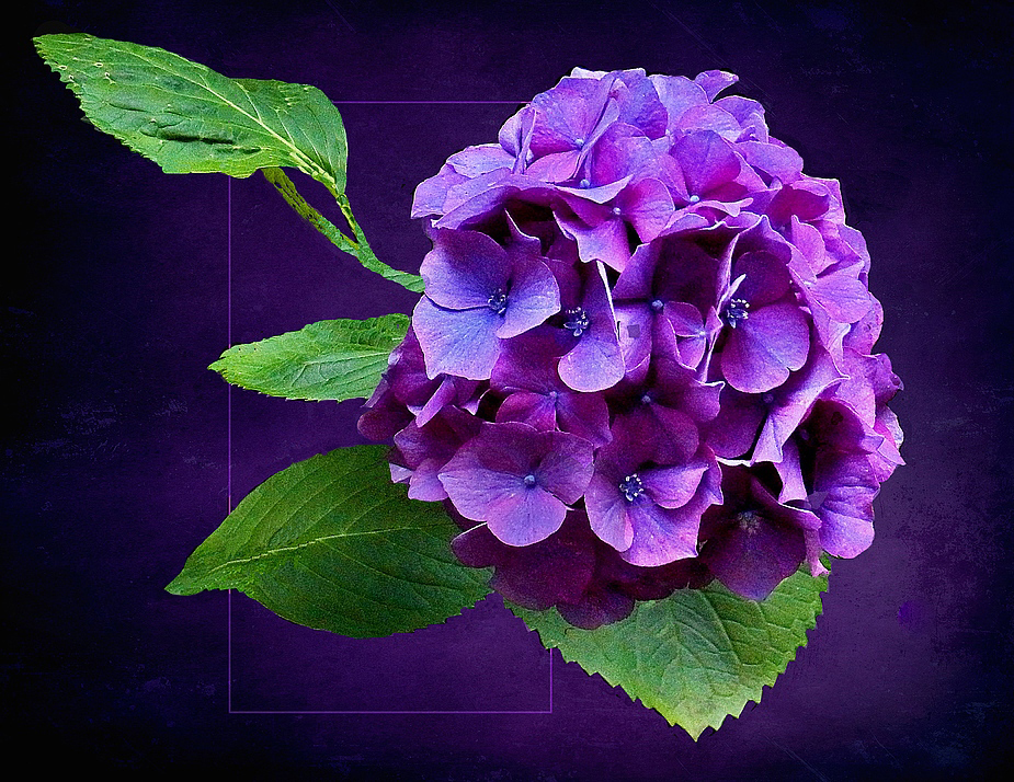 violet