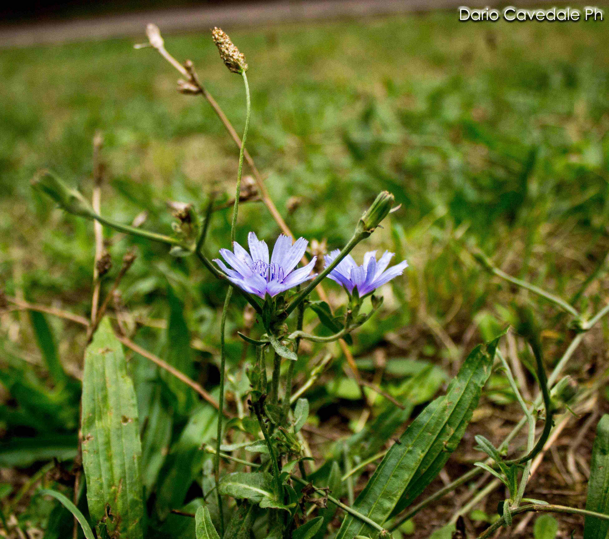 violet and green