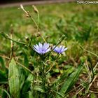 violet and green