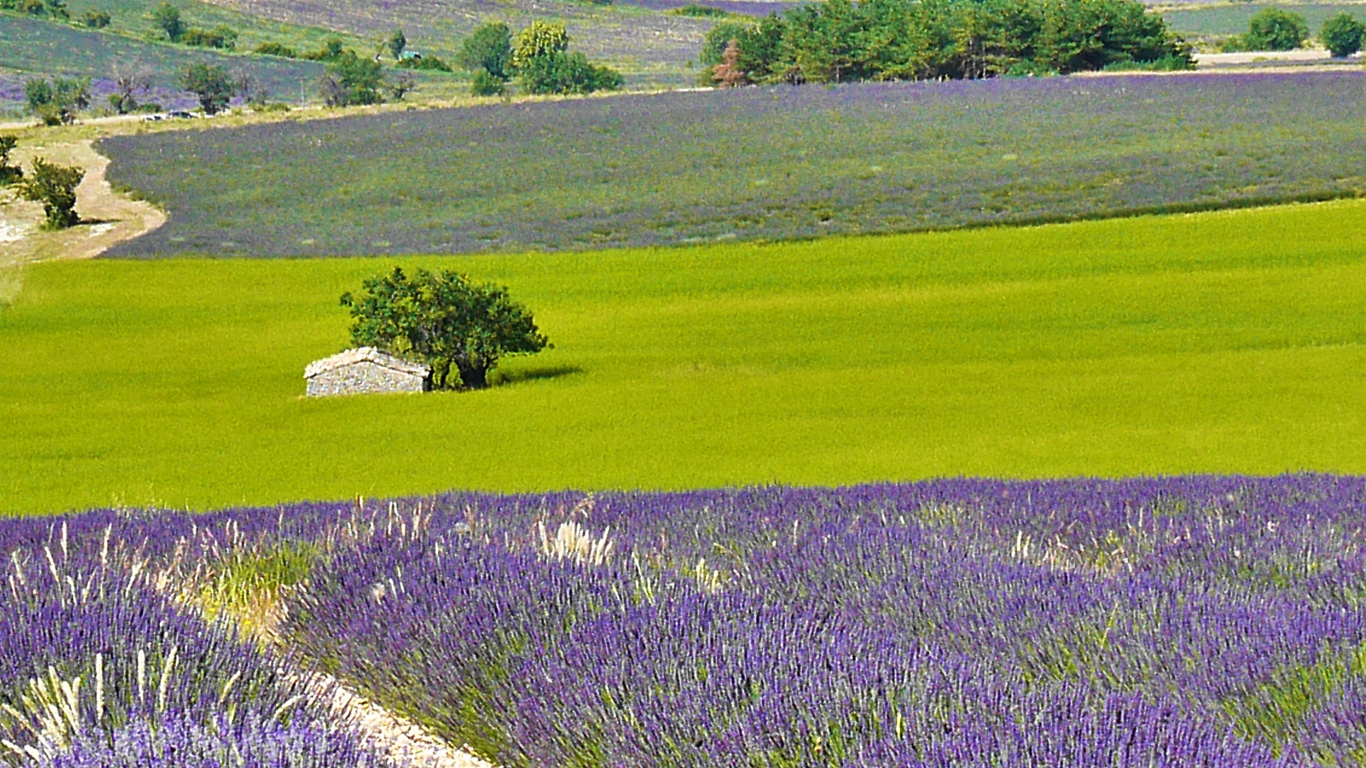 violet and green 