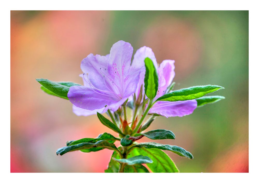 Violet Azelea-2