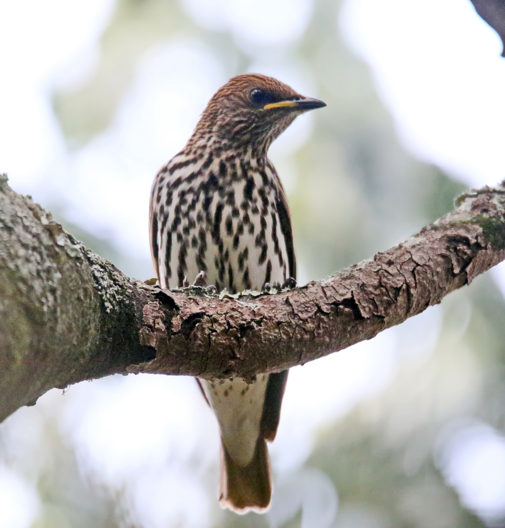 Violet-backed starling,Weibchen