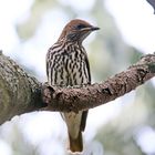 Violet-backed starling,Weibchen