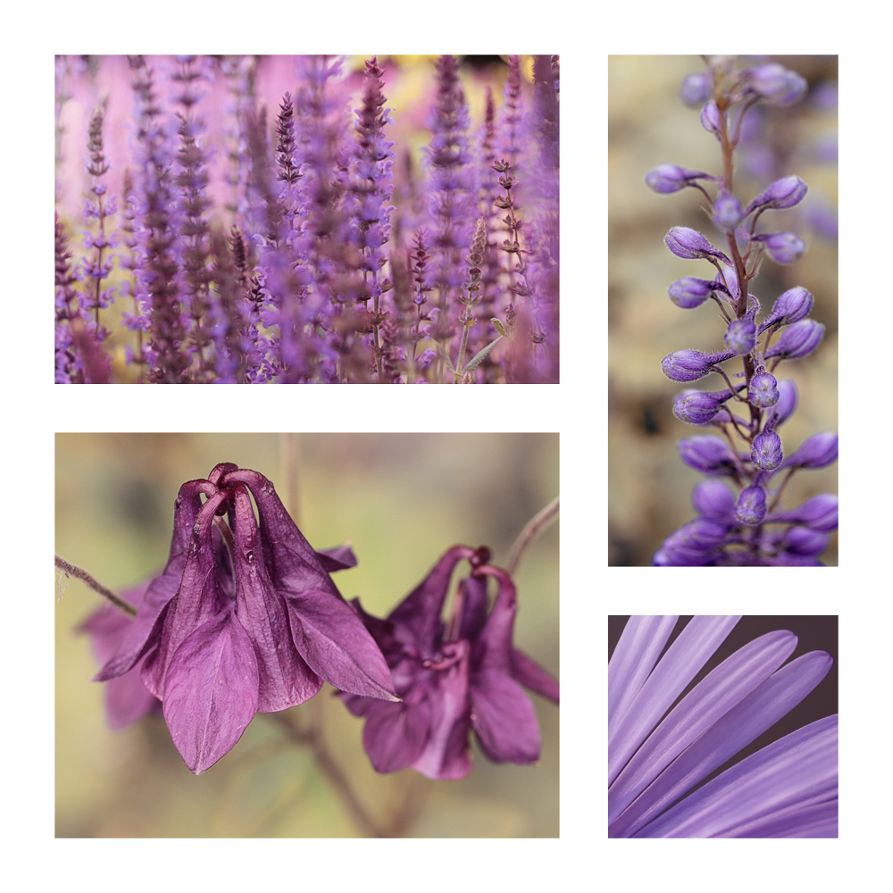 Violet Beauties