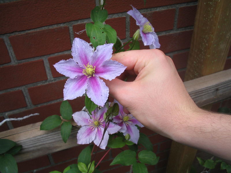 violet beauty