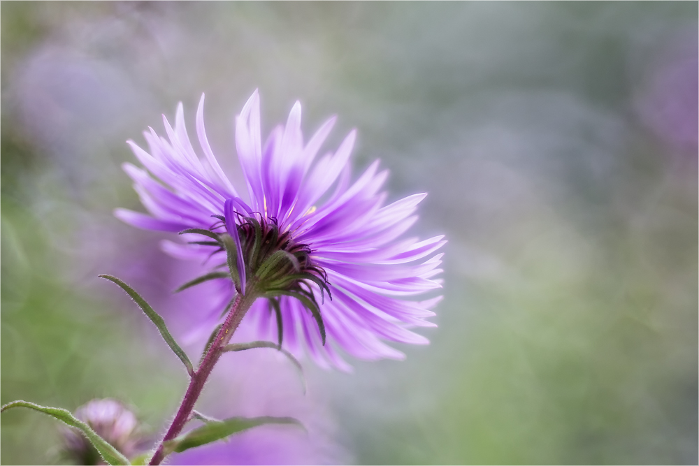 Violet Beauty