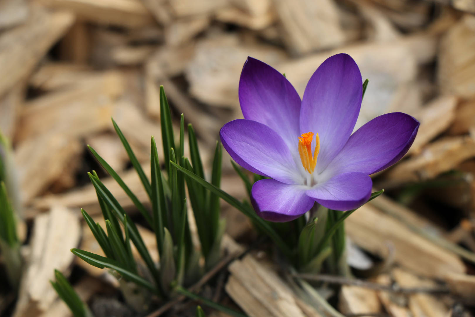 violet beauty