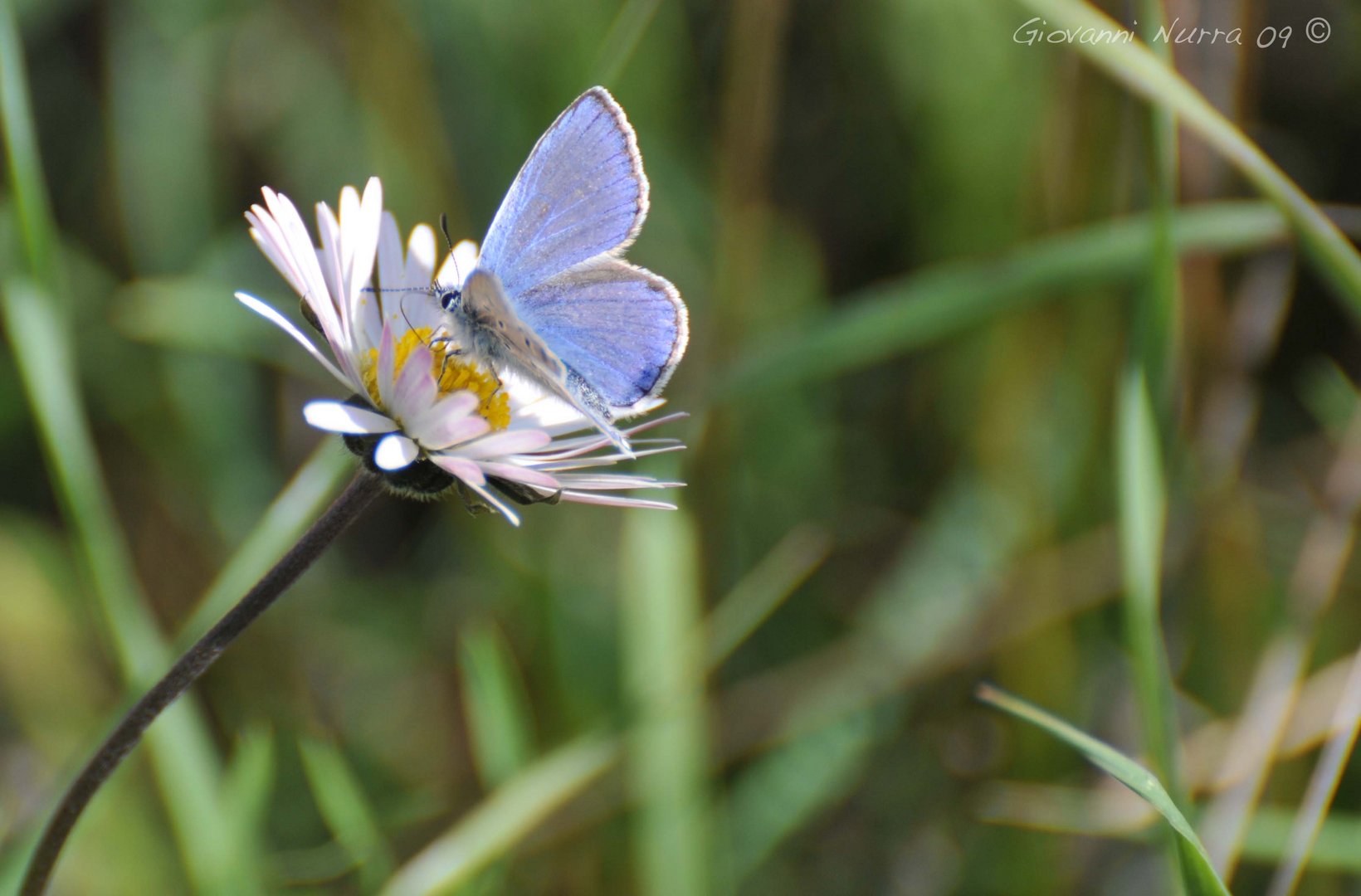 violet butterfly