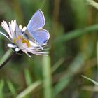 violet butterfly