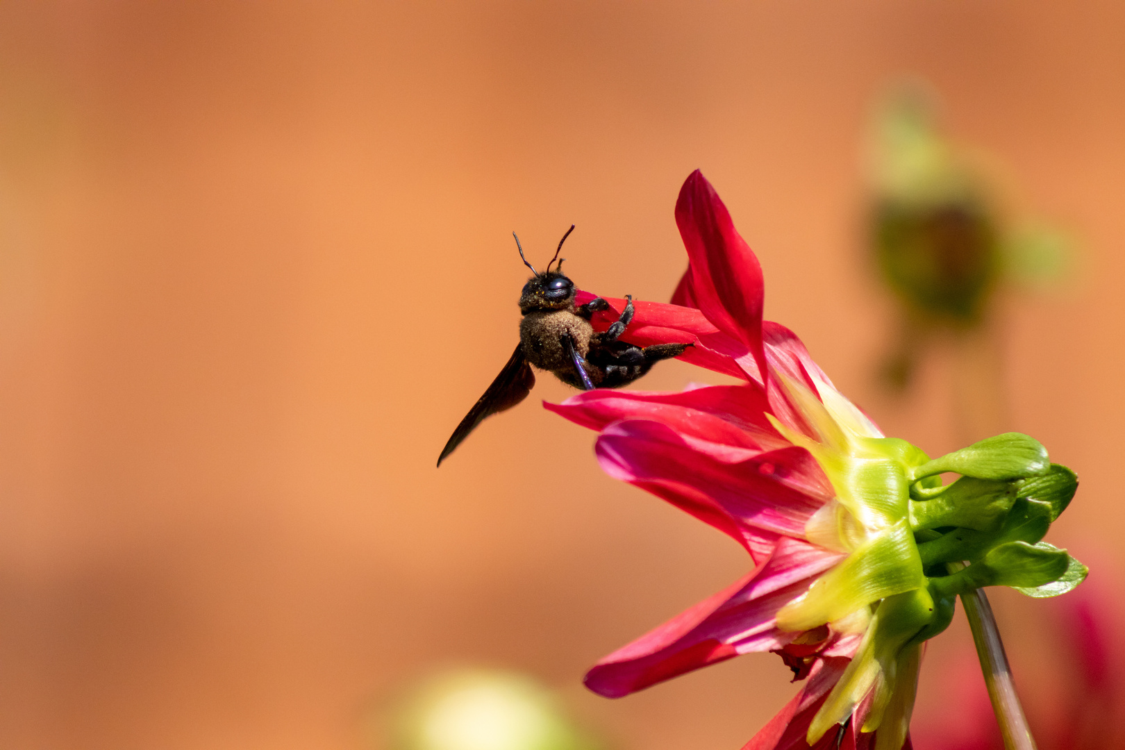 violet carpenter bee