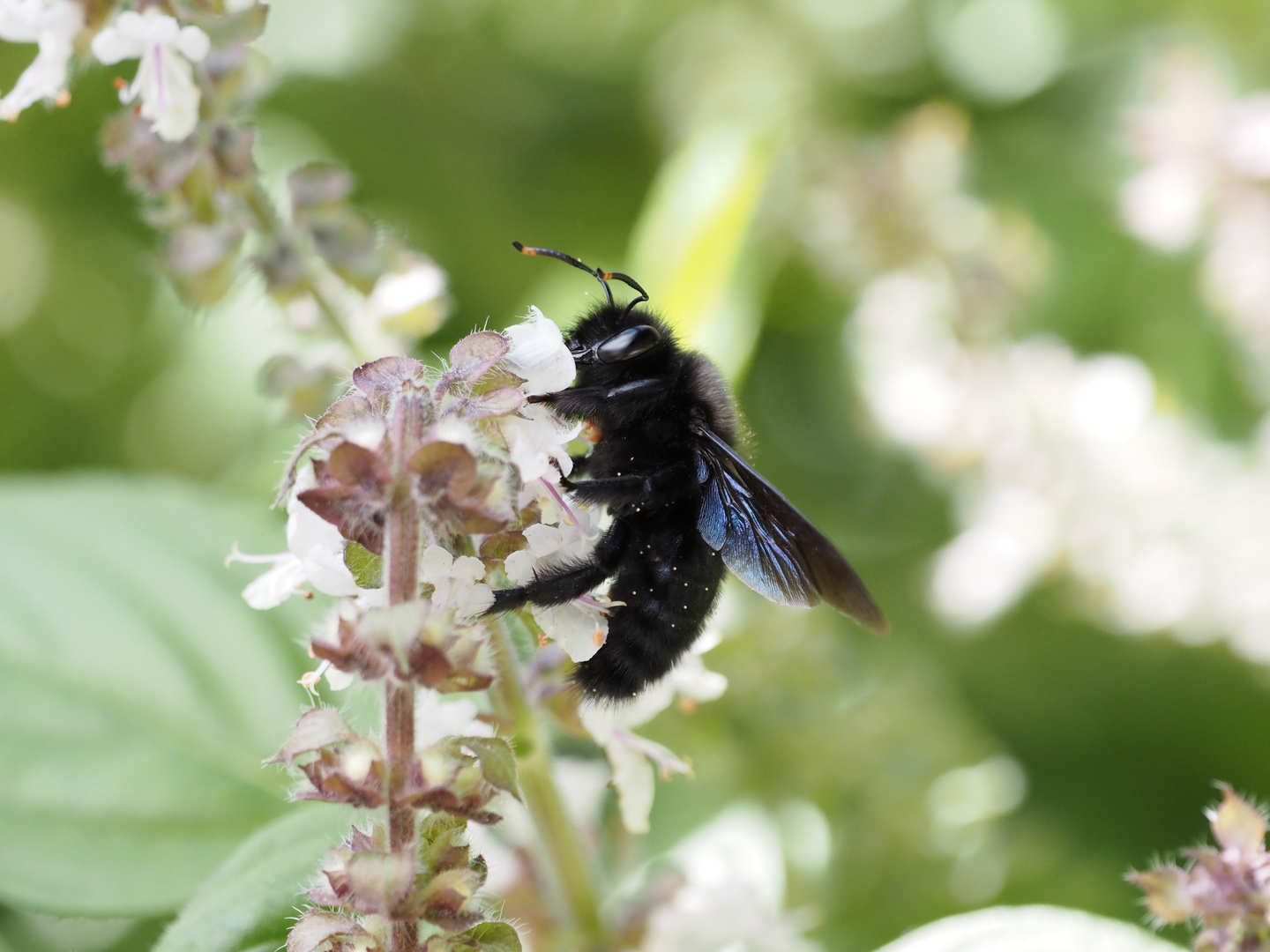 Violet carpenter bee  (Ausgangsbild)