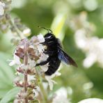 Violet carpenter bee  (Ausgangsbild)