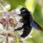 Violet carpenter bee