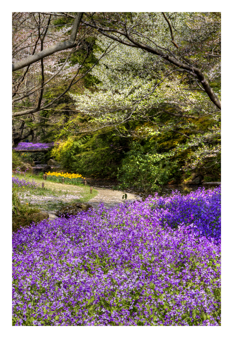 Violet carpet