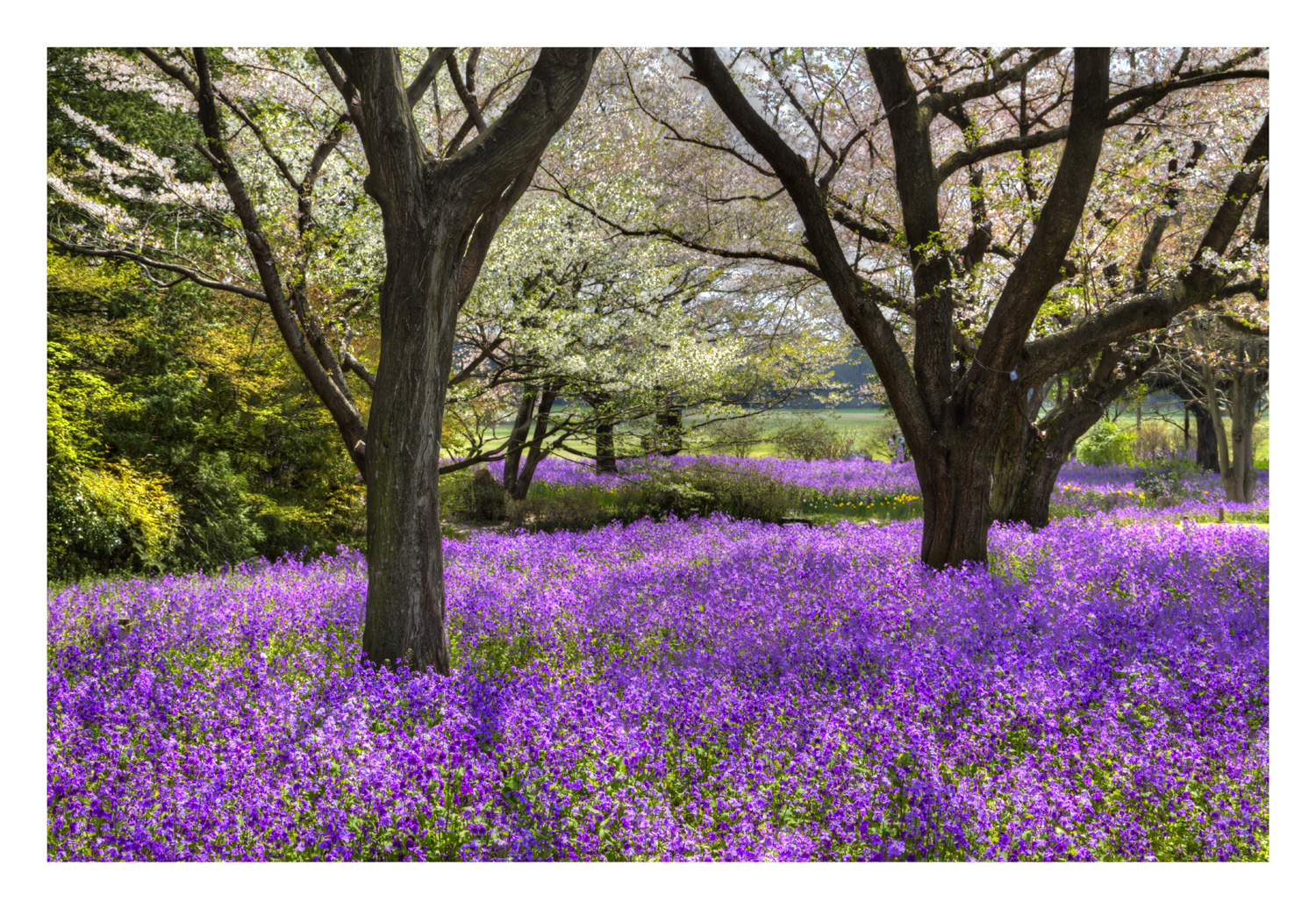 Violet carpet-2