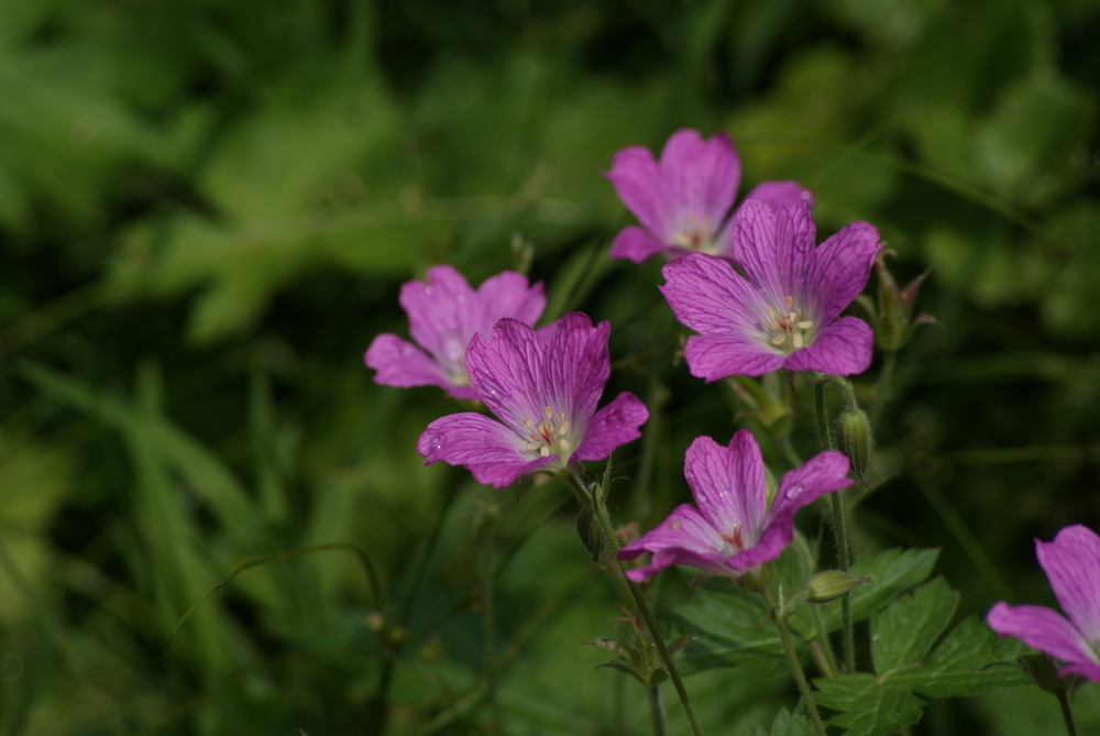 violet dreams