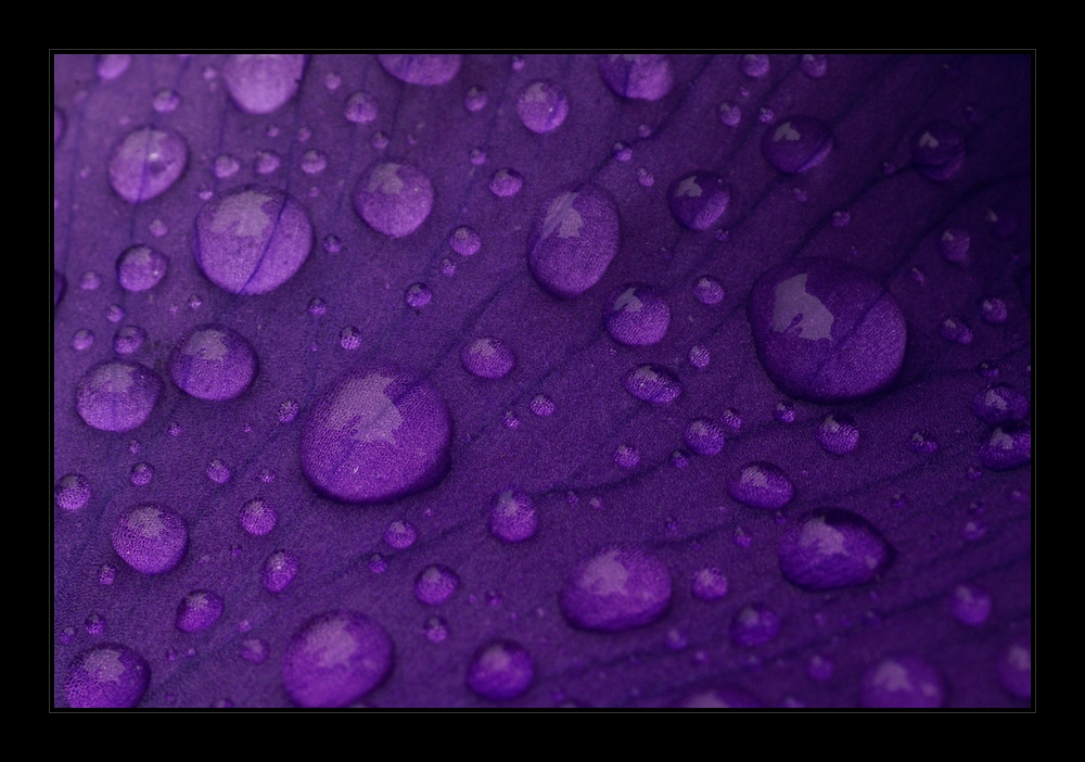 Violet Drops