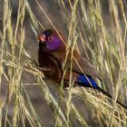 Violet-Eared-Waxbill