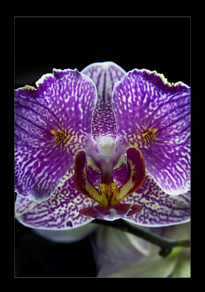 °°violet femme°°- orchidee