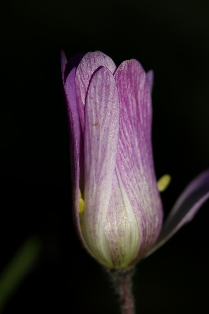 violet flower