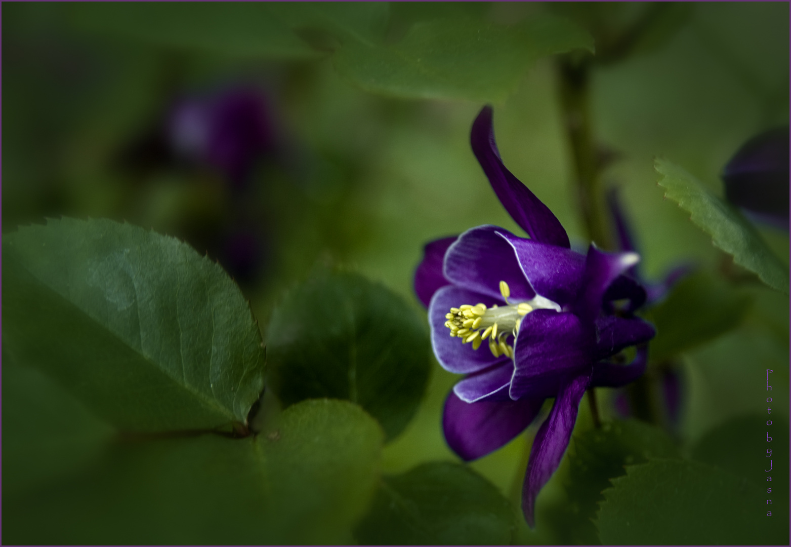 Violet flower