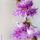 Violet Flower