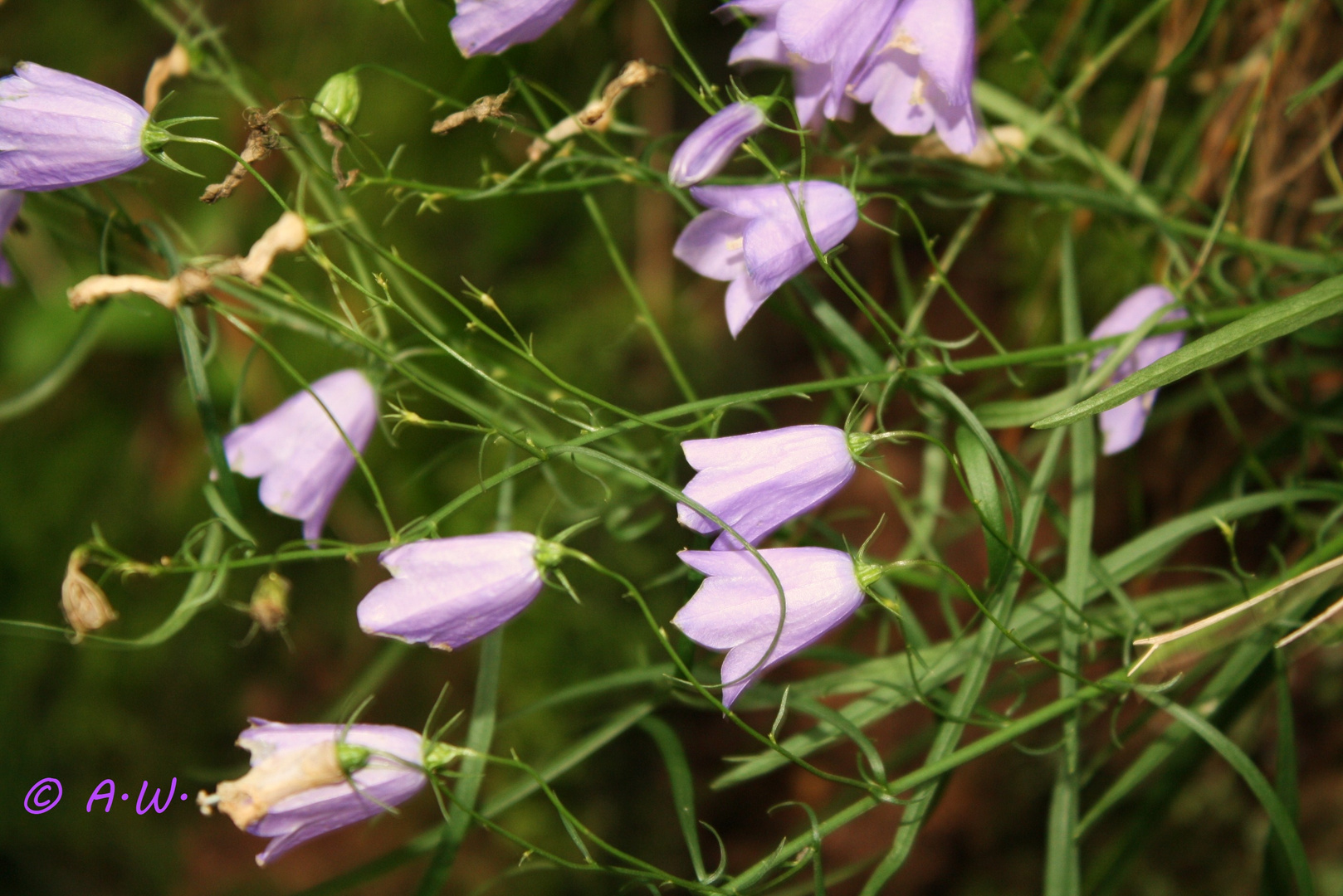 violet flowers