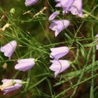 violet flowers